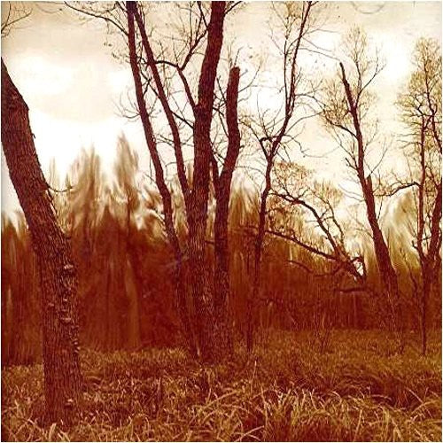 Northwoods Improvisers: Branches - CD