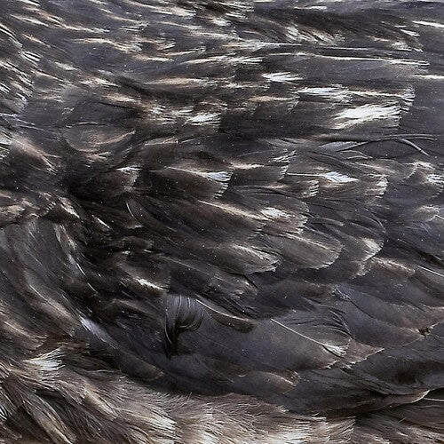 Árstíðir: Arstidir { Record }
