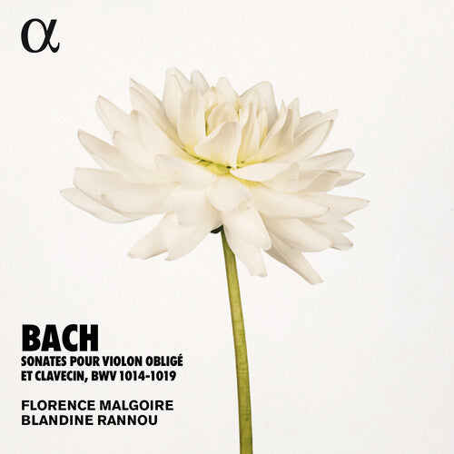 Bach, J.S. / Rannou / Malgoire: Sonates Violon Oblige - COMPACT DISCS