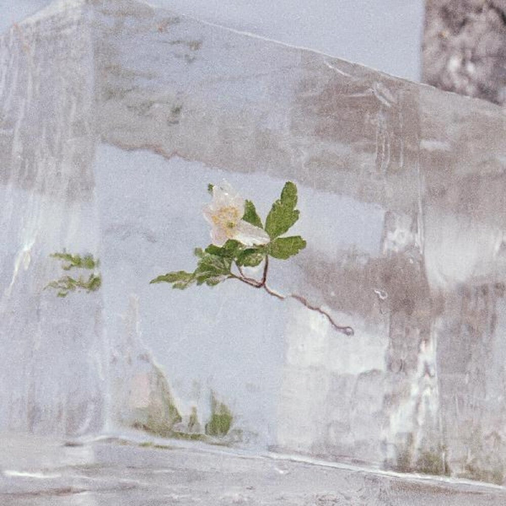 Efterklang- Windflowers ( LP )