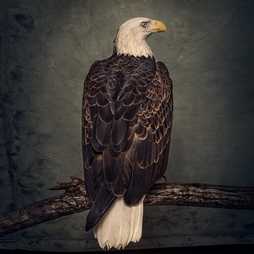 Clutch: Book Of Bad Decisions - VINYL