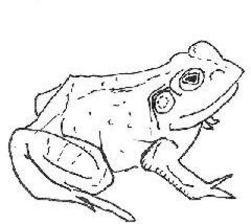 Aoife O'Donovan: Bull Frogs Croon (and Other Songs) { Record }