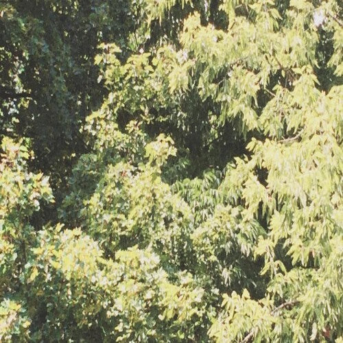 Sadness: Circle Of Veins - CASSETTES