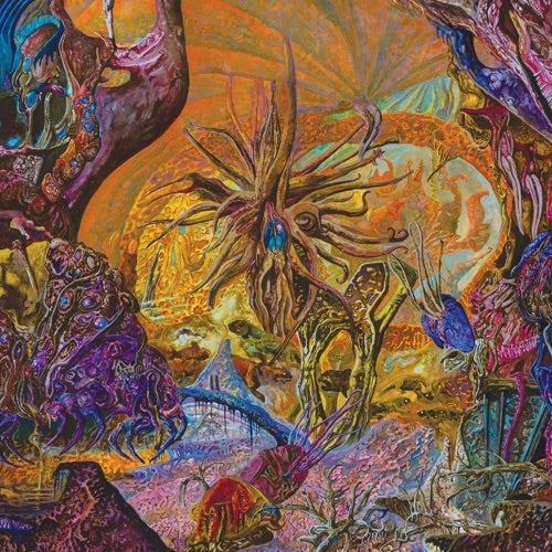 Chytridiomycosis Relinquished - Orange/royal Blue ( LP )