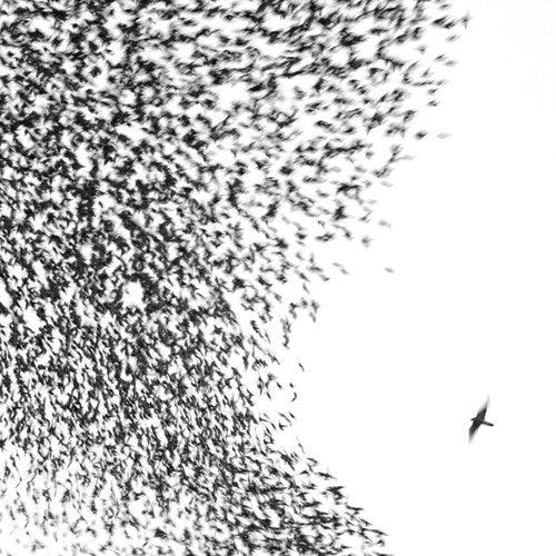 Wilco- Sky Blue Sky ( LP )